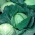 Weißkohl ‘Dithmarscher Fruher’ - Brassica oler. Convar Capitata Var. Alba - 480 Samen -  