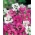 Deerhorn Clarkia seeds - Clarkia pulchella - 3000 seeds