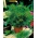 Домашній сад - Кріп "Компакт" - для вирощування в приміщеннях і балконах - 2800 насіння - Anethum graveolens L.