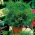 家庭菜園 - ディル "コンパクト"  - 屋内とバルコニーでの栽培 -  2800種子 - Anethum graveolens L. - シーズ