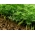 Kôpor "Cronus" - 2800 semien - Anethum graveolens L. - semená