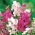 Αμυγδαλισμένοι αειθαλείς μπιφτέκι σπόροι - Lathyrus latifolius - 36 σπόροι
