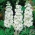 Biela letná hrčica, Tenweeks skladom "Excelsior" - 300 semien - Matthiola incana annua - semená