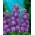 Lily-blue hoary stock "Excelsior"; sepuluh minggu saham - 300 biji - Matthiola incana annua - benih