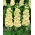Κίτρινο κορμό "Excelsior"; αποθέματα 10 εβδομάδων - 300 σπόρους - Matthiola incana annua - σπόροι