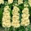 Acvariul galben "Excelsior"; zece săptămâni - 300 de semințe - Matthiola incana annua