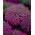 כרמליה אדומה אדומה. lobelia גן, נגרר לובליה - 3200 זרעים - Lobelia erinus