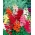 トランペット形の花を持つ一般的なキンギョソウ "トランペットセレナーデ"  -  740種 - Antirrhinum majus nanum Trumpet Serenade - シーズ