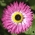 Popierius Daisy Mix sėklos - Helipterum roseum