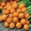 Кръгли моркови Pariser Markt 4 семена - Daucus carota - 2550 семена - Daucus carota ssp. sativus 