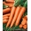 Morkos - Flakkese 2 -  Daucus carota - sėklos