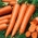 Sárgarépa - Flakkese 2 -  Daucus carota - magok