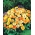 矮人罐万寿菊 -  240种子 - Calendula officinalis - 種子