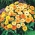 Souci nain - 240 graines - Calendula officinalis