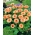 Pot Marigold Pink Biji kejutan - Calendula officinalis - 120 biji - benih