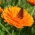 Ringelblumensamen - Calendula officinalis - 360 Samen - 