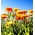 Pot Marigold seeds - Calendula officinalis - 360 seeds