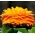 Календула лекарственная - 360 семена - Calendula officinalis