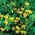 Canary Creeper, hạt giống chim Canary Bird - Tropaeolum peregrinum - 24 hạt