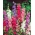 Rocket Larkspur mješovito sjeme - Delphinium ajacis hyacinthiflorum fl. pl. - 500 sjemenki - sjemenke