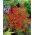 Red Larkspur, Orange Biji Larkspur - Delphinium nudicaule - 80 biji