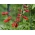Čílska sláva Kvet zmiešané semená - Eccremocarpus scaber - 200 semien