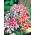 Rose Star Petunia semená - Petunia hybrida nana compacta - 800 semien