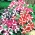 Seme Rose Star Petunia - Petunia hybrida nana compacta - 800 semen - semena
