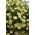 ペチュニア「カスケード」 - 黄色 -  160種子 - Petunia x hybrida pendula - シーズ