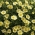 Petunia "Cascade" - màu vàng - 160 hạt - Petunia x hybrida pendula