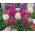 Drumstick זרעי פרימרוז - Primula denticulata - 600 זרעים - Penicula denticulata