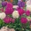 Drumstick Primrose sėklos - Primula denticulata - 600 sėklų - Penicula denticulata