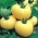 Cà chua "White Beauty" - cánh đồng, nhiều màu trắng - Solanum lycopersicum  - hạt