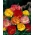 Каліфорнійський мак "Балерина" - сортова суміш - 300 насінин - Eschscholtzia californica - насіння
