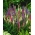 尖刺Speedwell观光混合种子 -  Veronica spicata  -  1000粒种子 - 種子