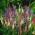 Spiked Speedwell Sightseeing Mix semena - Veronica spicata - 1000 semen