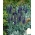 Špičatý speedwell - Veronica spicata subsp. Incana - semena