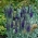 Spiked speedwell - Veronica spicata subsp. Incana - semena