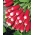 БІО - Редька "Французький сніданок 3" - сертифіковане органічне насіння - 425 насіння - Raphanus sativus L.