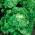 卷心莴苣“Doree de Printemps” - 清脆，大头 -  400粒种子 - Lactuca sativa L.  - 種子