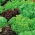 Kerti saláta - színkeverék - vetőszalagok - Lectuca sativa  - magok
