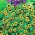 זוחל Zinnia זרעים - Sanvitalia procumbens - 570 זרעים