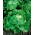 卷心莴苣“Doree de Printemps” - 清脆，大头 -  400粒种子 - Lactuca sativa L.  - 種子
