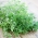 זרעי קיץ Savory - Satureja hortensis - 2600 זרעים