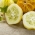 Lemon Cucumber-zaden - Cucumis sativus - Cucumis sativus ‘Citron'