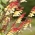 Kestane fişeği Asma, İspanyol Bayrağı tohumları - Mina Lobata - 6 seeds - Ipomoea lobata