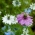 Jungfrun i det gröna - 1500 frön - Nigella damascena