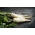 パセリ「レンカ」 - 芳香肉 - シードテープ -  300種子 - Petroselinum crispum  - シーズ