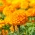 万寿菊深橙色种子 -  Tagetes erecta  -  300粒种子 - 種子
