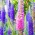 Насіння шипованої Speedwell Sightseeing Mix - Veronica spicata - 1000 насінин - насіння
